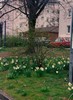 a. Roadside Spring flowers in Heidelberg (101) (371x512, 87.9 kilobytes)
