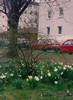 a. Roadside Spring flowers in Heidelberg (102) (371x512, 85.3 kilobytes)