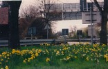a. Roadside Spring flowers in Heidelberg (104) (720x463, 96.2 kilobytes)