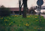 a. Roadside Spring flowers in Heidelberg (105) (720x500, 92.2 kilobytes)