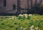 a. Roadside Spring flowers in Heidelberg (109) (720x503, 74.4 kilobytes)