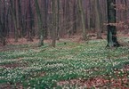c. Spring flowers in the woods (101) (720x496, 138.3 kilobytes)