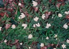 c. Spring flowers in the woods (102) (720x507, 116.0 kilobytes)