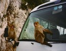 d. The famous Gilbraltar Apes (111)-720 (664x512, 72.2 kilobytes)