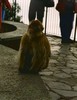 d. The famous Gilbraltar Apes (112)-720 (395x512, 42.5 kilobytes)