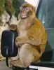 d. The famous Gilbraltar Apes (113)-720 (395x512, 34.9 kilobytes)