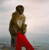 d. The famous Gilbraltar Apes (118)-720 (503x512, 29.2 kilobytes)