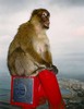 d. The famous Gilbraltar Apes (119)-720 (392x512, 32.0 kilobytes)
