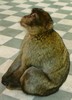 d. The famous Gilbraltar Apes (120)-720 (368x512, 38.3 kilobytes)