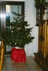 Our Xmas Tree (103) (346x512, 41.2 kilobytes)