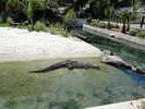 San Antonio Zoo (118) (900x675, 169.6 kilobytes)