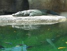 San Antonio Zoo (119) (900x675, 136.0 kilobytes)