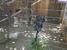 San Antonio Zoo (158) (900x675, 210.5 kilobytes)
