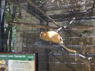 San Antonio Zoo (159) (900x675, 174.0 kilobytes)