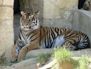 San Antonio Zoo (169) (900x675, 144.9 kilobytes)