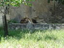 San Antonio Zoo (172) (900x675, 188.5 kilobytes)