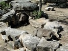 San Antonio Zoo (180) (900x675, 211.9 kilobytes)