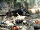 San Antonio Zoo (184) (900x675, 193.5 kilobytes)
