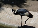 San Antonio Zoo (190) (900x675, 174.4 kilobytes)