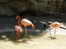 San Antonio Zoo (191) (900x675, 95.3 kilobytes)