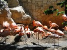 San Antonio Zoo (192) (900x675, 193.0 kilobytes)
