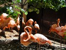 San Antonio Zoo (193) (900x675, 152.1 kilobytes)