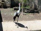 San Antonio Zoo (196) (900x675, 219.3 kilobytes)