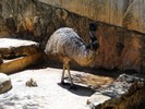 San Antonio Zoo (213) (900x675, 160.0 kilobytes)