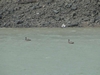 H. Birds in Panama (528) (900x675, 181.7 kilobytes)