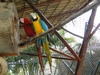 H. Birds in Panama (551) (900x675, 401.1 kilobytes)