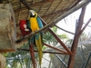 H. Birds in Panama (552) (900x675, 390.2 kilobytes)