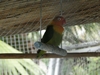 H. Birds in Panama (555) (900x675, 200.1 kilobytes)