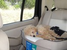 23_c. Riding in the Doggy Booster seat (107) (683x512, 65.1 kilobytes)
