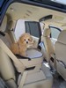 24_c. Riding in the Doggy Booster seat (106) (384x512, 43.8 kilobytes)