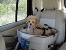 25_c. Riding in the Doggy Booster seat (109) (683x512, 78.3 kilobytes)