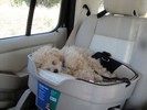26_c. Riding in the Doggy Booster seat (108) (683x512, 58.2 kilobytes)