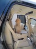 33_c. Riding in the Doggy Booster seat (105) (384x512, 44.7 kilobytes)