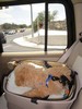 44_c. Riding in the Doggy Booster seat (102) (384x512, 48.4 kilobytes)