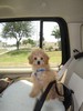 45_c. Riding in the Doggy Booster seat (104) (384x512, 48.2 kilobytes)