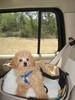 46_c. Riding in the Doggy Booster seat (103) (384x512, 50.2 kilobytes)
