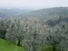 Olive trees (600x450, 66.6 kilobytes)
